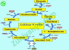 Pengertian, Tempat, Proses, dan Hasil dari Siklus Krebs (Daur Asam Sitrat)