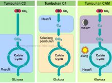 perbedaan tumbuhan C3, C4 dan CAM