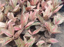 Aglaonema Legacy berdaun merah