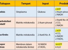CARA MENGHITUNG ATP BERSIH DAN ATP KOTOR PADA RESPIRASI AEROBIK (GLIKOLISIS, DEKARBOKSILASI OKSIDATIF, SIKLUS KREBS, DAN TRANSPOR ELEKTRON)
