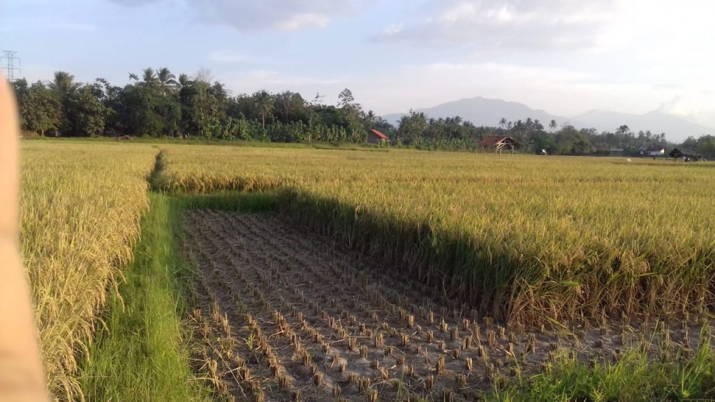 panen padi di sidoharjo 1 negararatu natar Lampung Selatan
