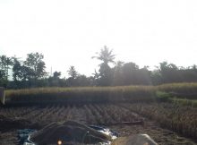 petani penjaga pangan