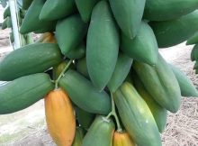 pohon buah pepaya unggul berbuah lebat