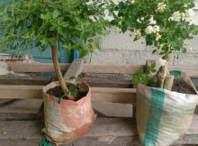 bonsai lantan warna putih polos