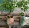 bonsai lantan warna putih polos